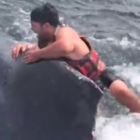humpback