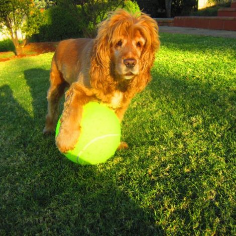 tennis ball