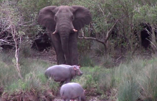 hippos Hippo