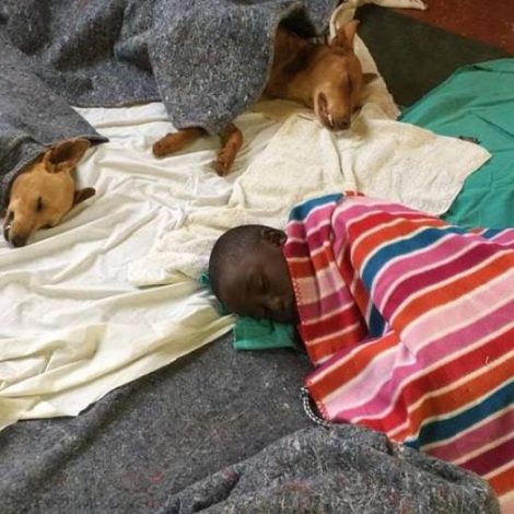 Young child is stealing the hearts of social media with his commitment to his pup!