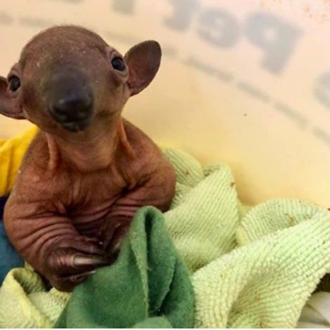 Tamandua