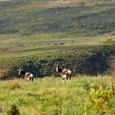 Somerset West Rarest antelope species in South Africa are thriving in an unexpected setting