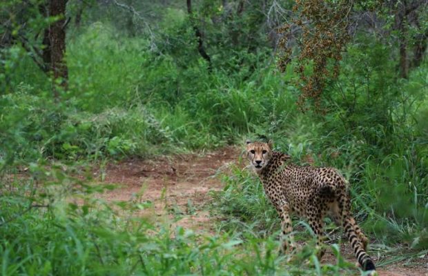 cheetah