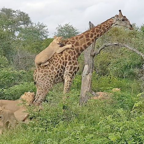 Giraffe