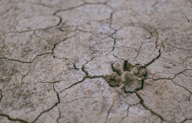 Community provide water to save game in Mafikeng protected area