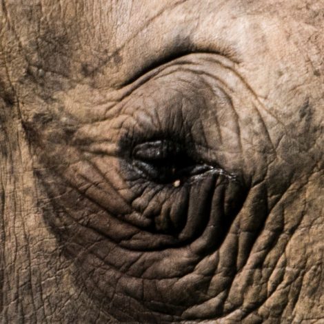 10yearchallenge Poaching Numbers