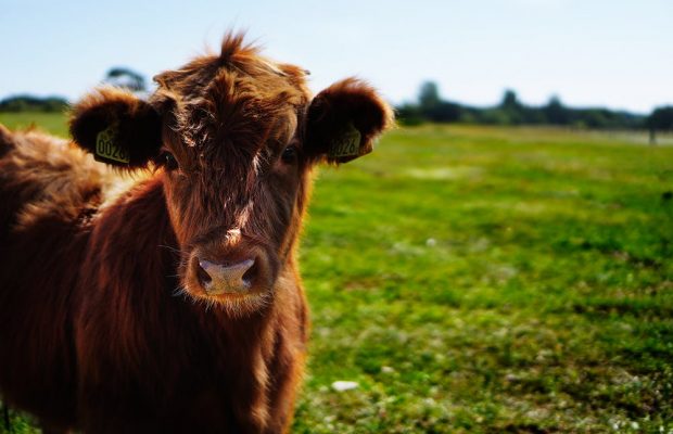 The SPCA and community save cow that fell down a manhole
