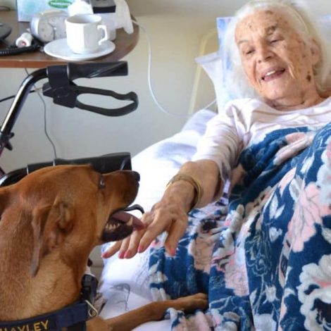 dog therapy