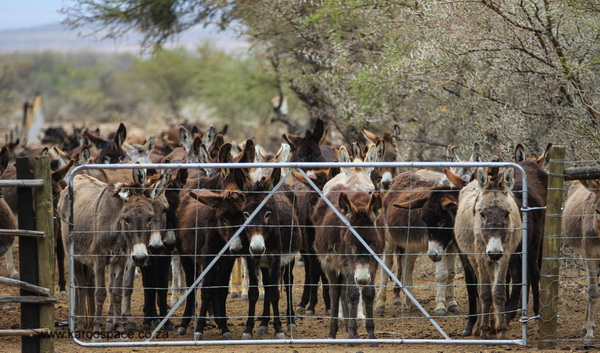 A Donkey Sanctuary in Prince Albert is a safe haven for the broken and forgotten!