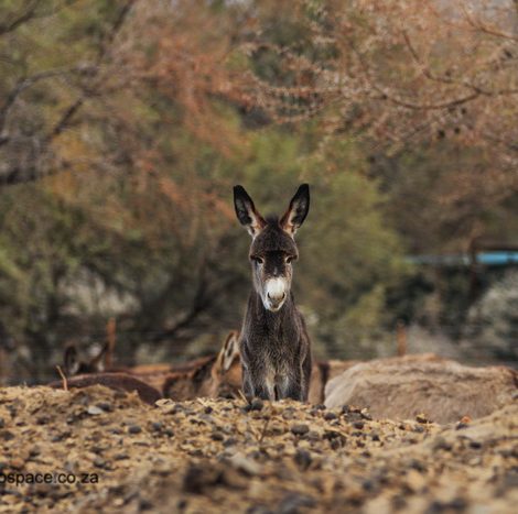 A Donkey Sanctuary in Prince Albert is a safe haven for the broken and forgotten!