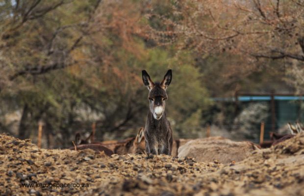 A Donkey Sanctuary in Prince Albert is a safe haven for the broken and forgotten!