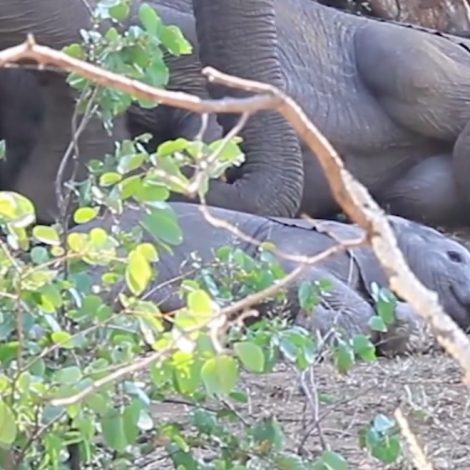 Elephant