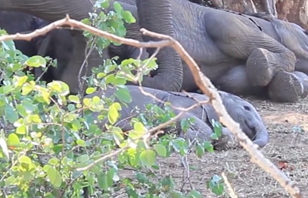 Elephant