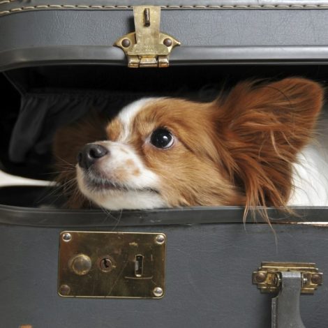 Must Read: Husband snuck dog into hospital to say goodbye to dying wife