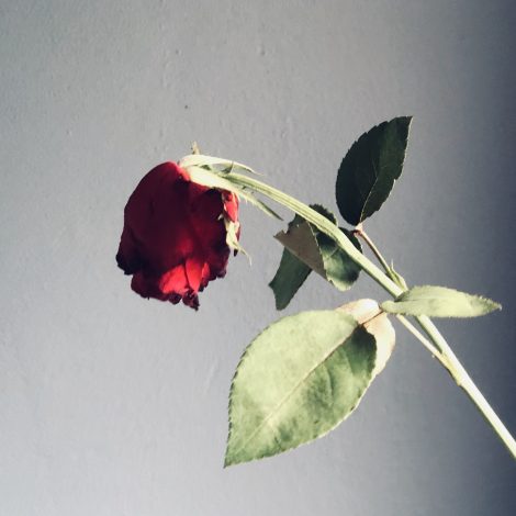 South Africans have no chill... Twitter publicly breaks up with Netflorist on Valentines Day!