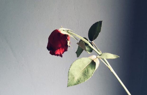 South Africans have no chill... Twitter publicly breaks up with Netflorist on Valentines Day!