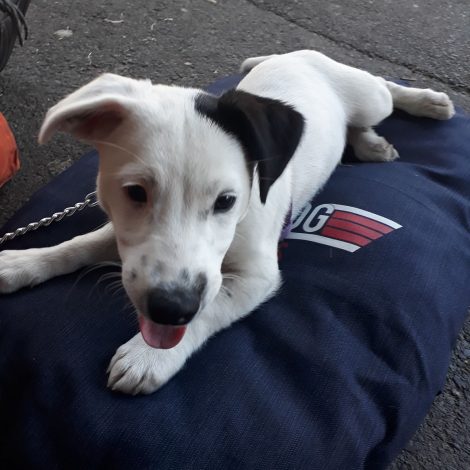 Puppy