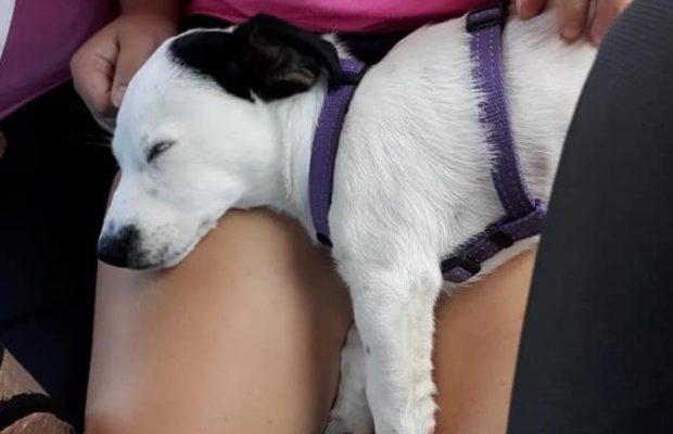 puppy
