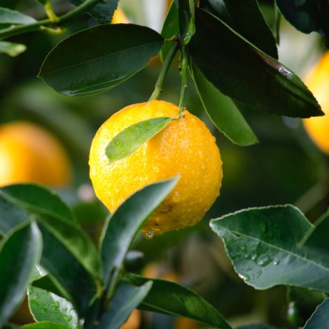 ARC to launch new range of cultivated indigenous Citrus and Deciduous Fruits in Germany!