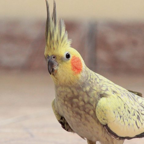 Cockatiel won't stop singing "If you're happy and you know it".