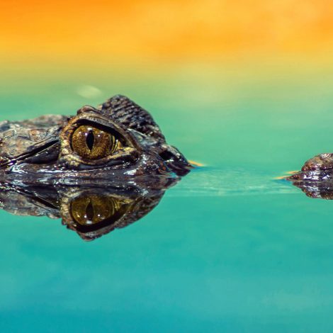 In Pics: Ummm Dad, there's a CROCODILE IN THE POOL!!!
