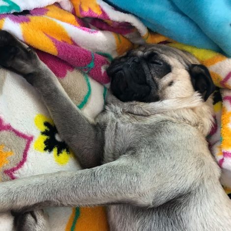 pug rescue