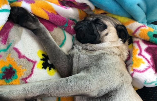 pug rescue