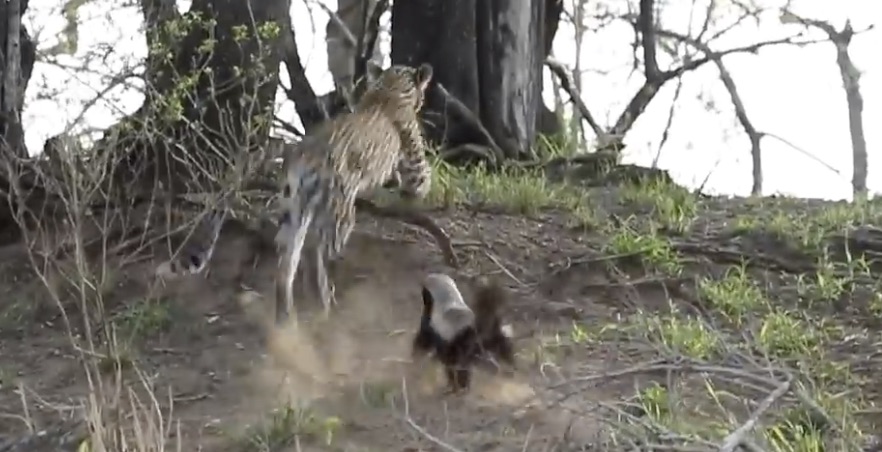 Honey Badger don't care... Honey Badger will flip a leopard right over to save her baby!