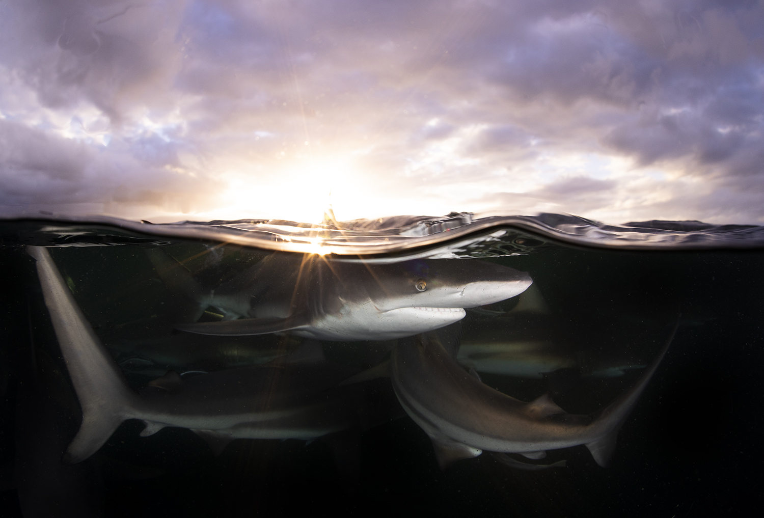 South African Photographer wins prestigious award for shark photos! Alan Walker