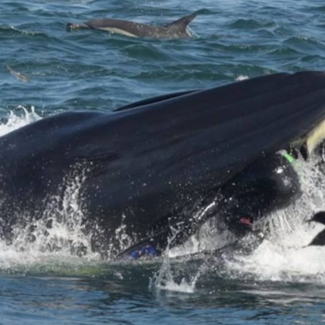 A South African diver has a "whale of a time" after being swallowed and spat out by one!
