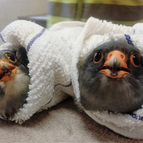 falcons