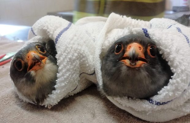 falcons