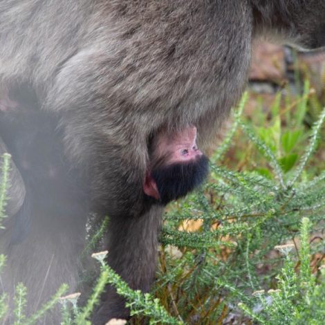 baboon