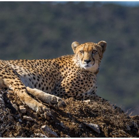 Cheetah Conservation Project: Joining forces to save the majestic African wild cat!