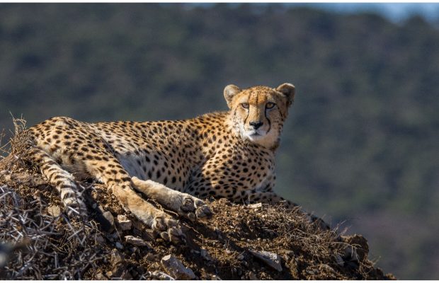Cheetah Conservation Project: Joining forces to save the majestic African wild cat!