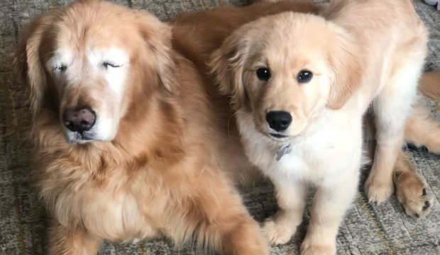 Puppy Love: Young dog becomes eyes for an older blind pooch.