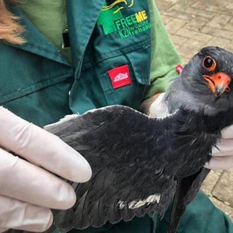 falcons