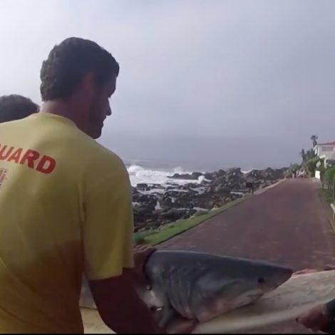 Great White
