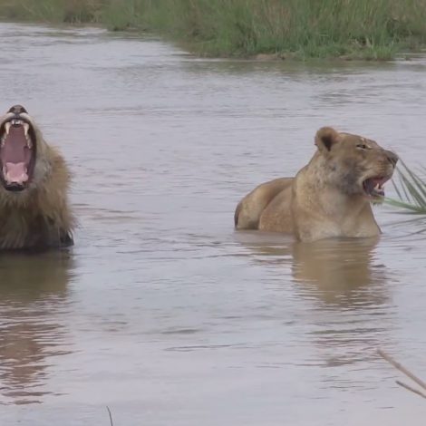 lion pride