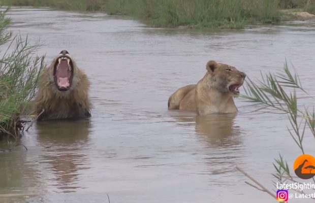 lion pride