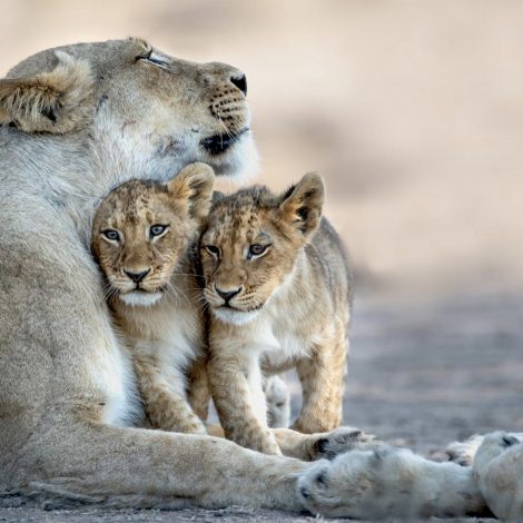 Game Drive Leading Ecotourism operators join forces to launch the Lionscape Coalition