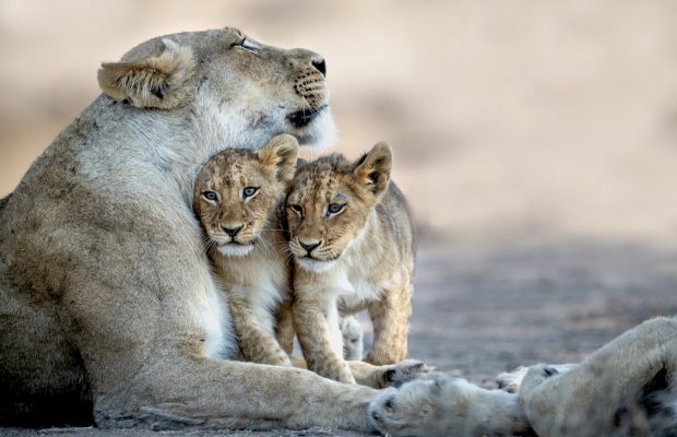 Game Drive Leading Ecotourism operators join forces to launch the Lionscape Coalition