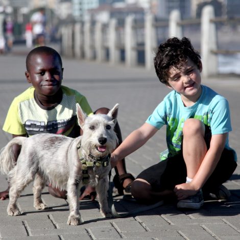 dog walk