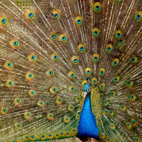 Astral Foods, a South African poultry producer, has offered to donate food to the value of R100 000 a month to World of Birds in Hout Bay!
