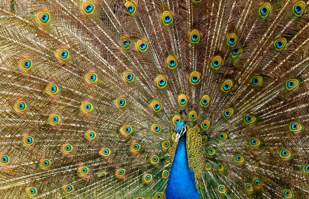 Astral Foods, a South African poultry producer, has offered to donate food to the value of R100 000 a month to World of Birds in Hout Bay!