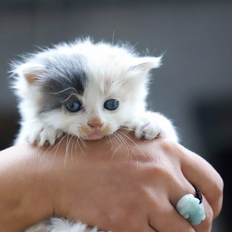 Paw-some News: New Cat Cafe opens in Western Cape!