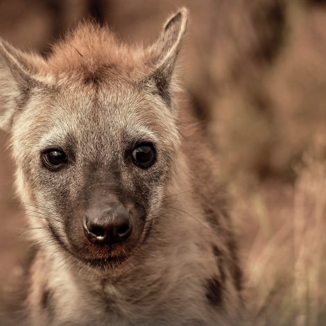 Must Watch: Rare close encounter with a Hyena!