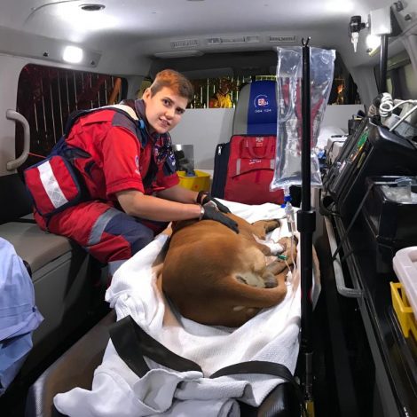 Paramedics go viral after saving a dog stuck in palisade fencing!