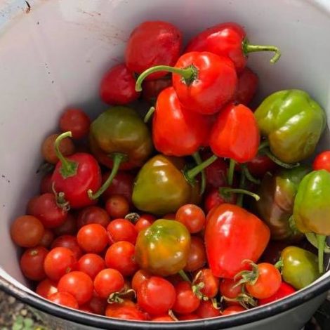 food garden