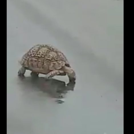 Tortoise